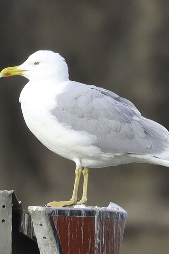 Mittelmeermöwe