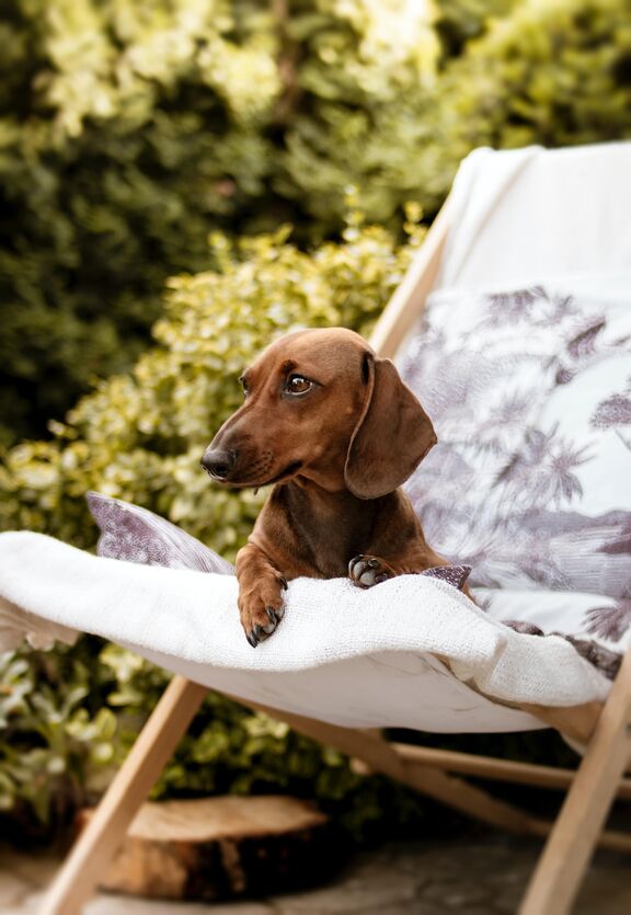 Vertical shot brown dachshund dog sitting deck chair 1